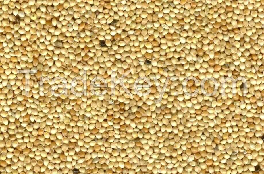 High Quality Broomcorn Millet (Glutinous Broom Corn/Proso Millet)