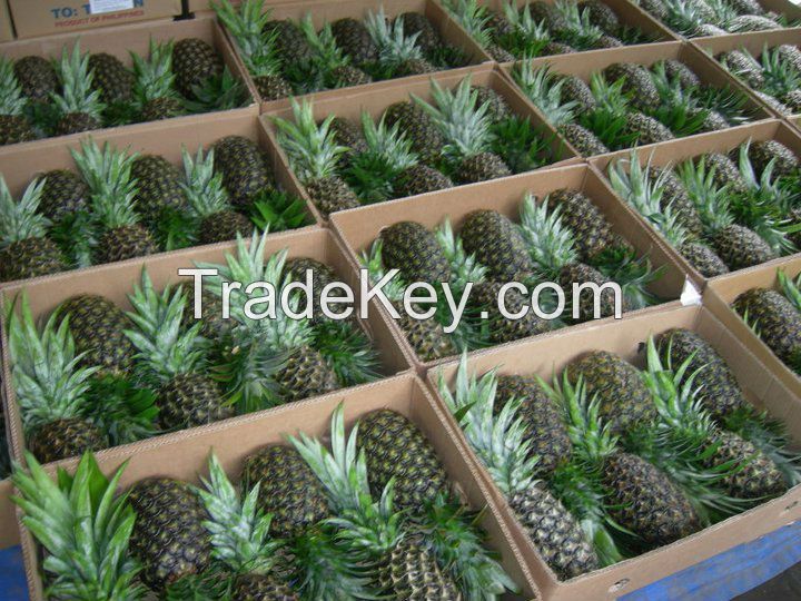 High quality Fresh Pineapples for sale