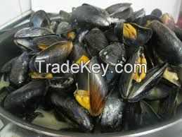 Frozen Mussel Meat / fresh mussel