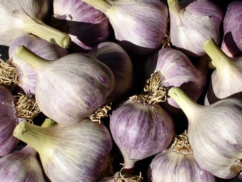 GARLIC