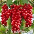 Schisandra extract