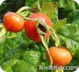 Rose hips extract