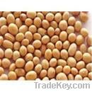 Soybean Extract