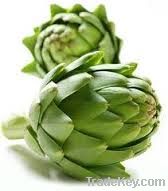 Artichoke Extract