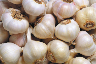 fresh garlic