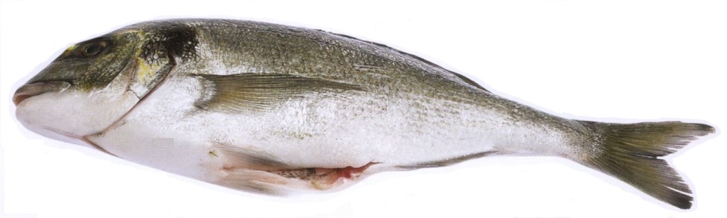 SEA BREAM (FRESH / CHILLED)