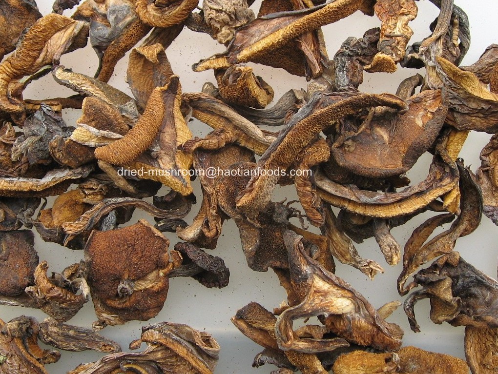 dried suillus granulatus