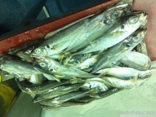 HORSE MACKEREL