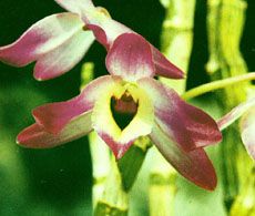 Dendrobium Extract