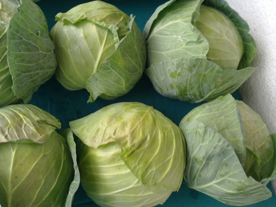 cabbage