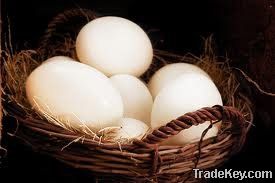 Fresh Ostrich Eggs for Hatching or for Eating