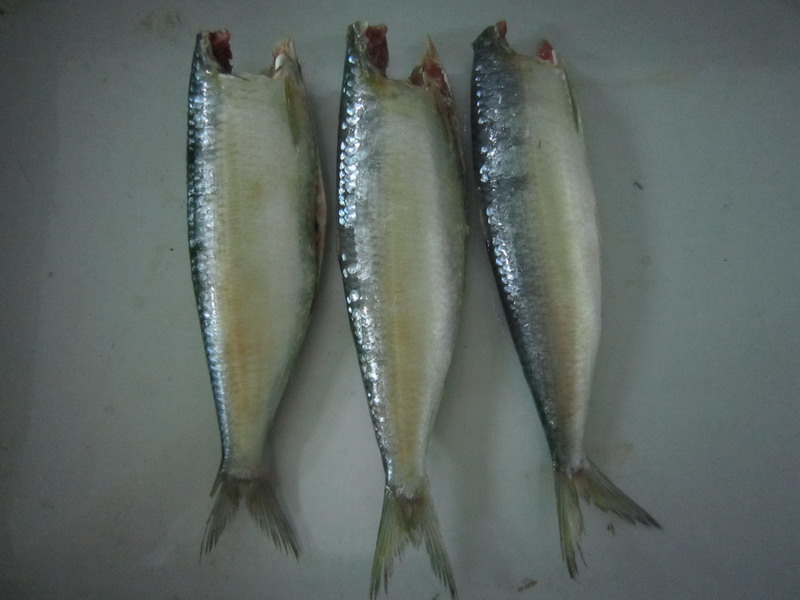 sardine(cutted head and gut)