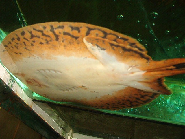 Tropical Fish For Aquariums