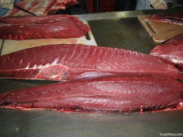 Fresh & Frozen Tuna, Frozen Escolar Fish