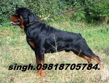 Rottweiler Pups For Sale. dog & pups