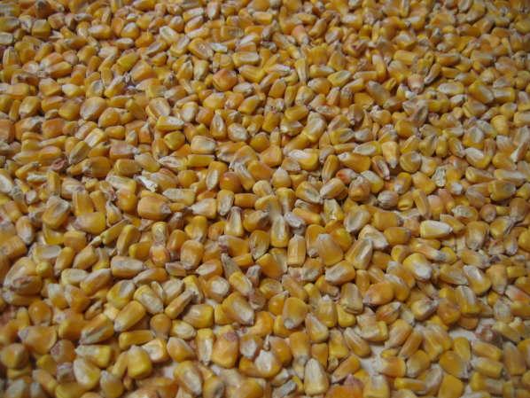 Corn Feed