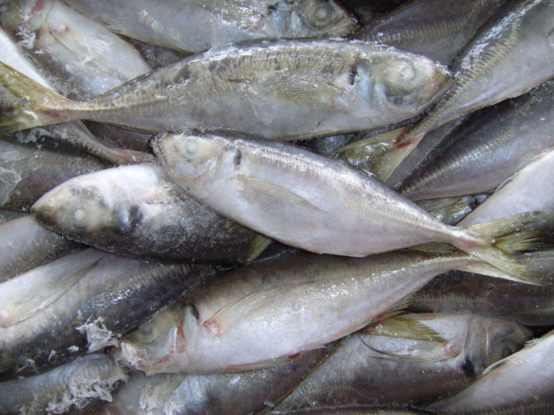 horse mackerel