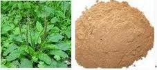 Heartleaf Houttuynia extract