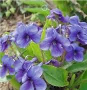 Viola yedoensis extract