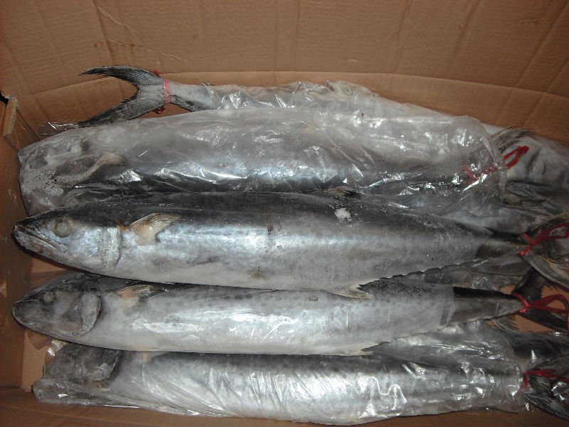 frozen spanish mackerel