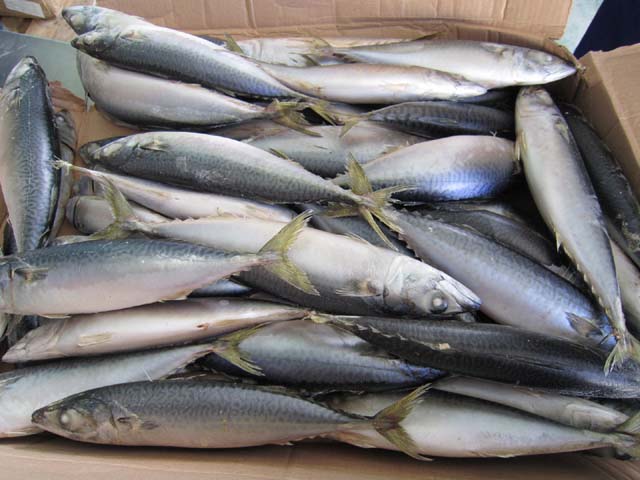 Frozen pacific mackerel(Scomber Japonicus)