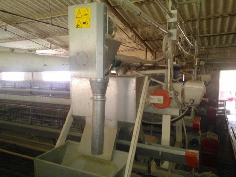 Chicken Egg laying plant Automatic