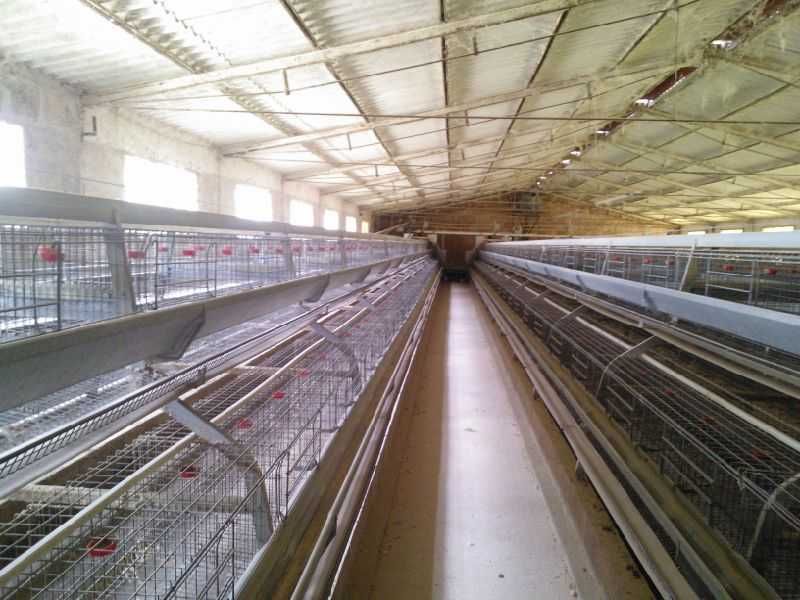 Chicken Egg laying plant Automatic