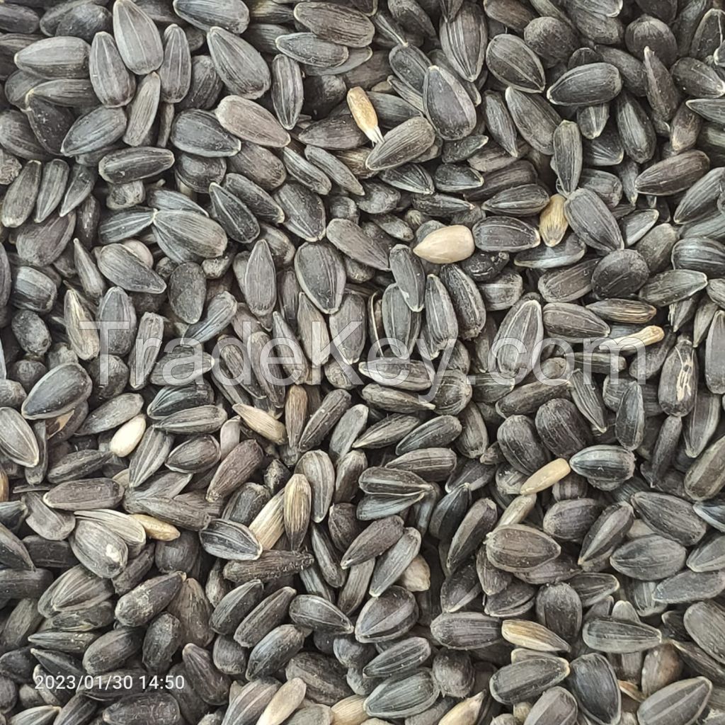 Sunflower seeds