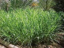 Rhode grass