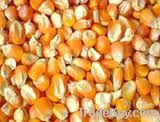 maize price