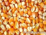 Maize