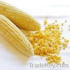 MAIZE