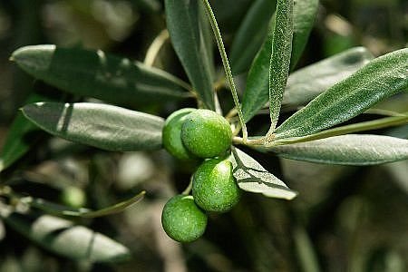 olive leaf extract
