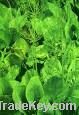 Oriental Waterplantain Rhizome Extract