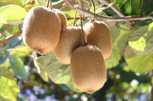 Hayward Kiwi Fruit