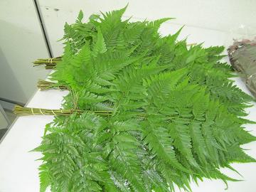 FRESH CUT LEATHER FERN