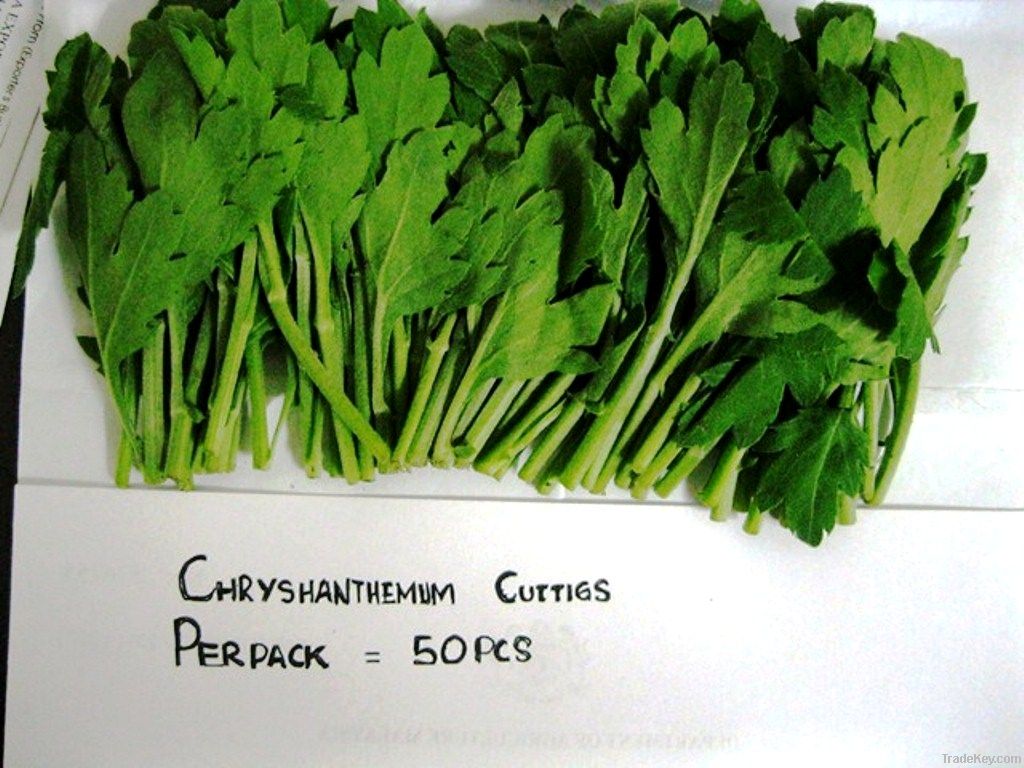 Chrysanthemum Cutting