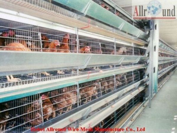 poultry farm design