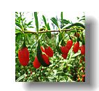 Goji Extract