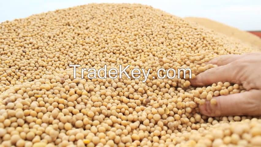 Soya Beans