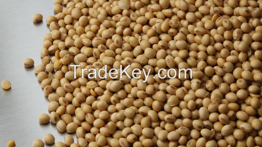 Soya Beans