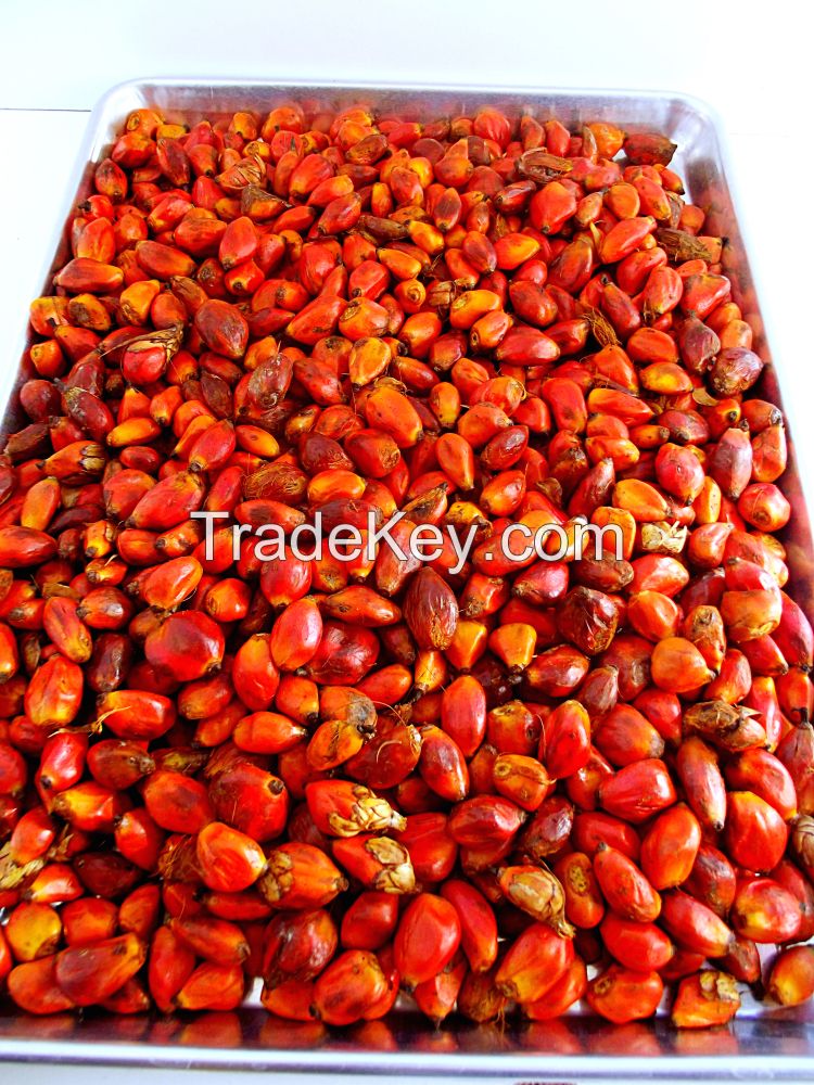 Palm Kernel Nut