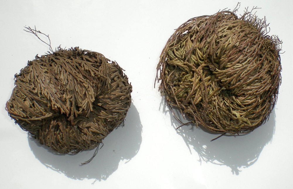 Rose of Jericho / Doradilla Flower Herb Selaginella lepidophylla Resurrection Plant