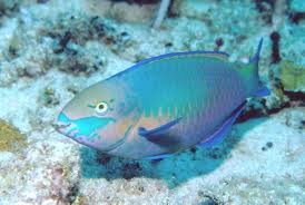 Parrotfish, Slipper lobster, Octopus