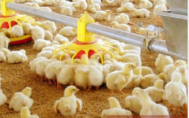 automatic poultry house equipment