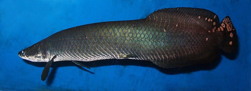 Arapaima Gigas - Paiche - babies