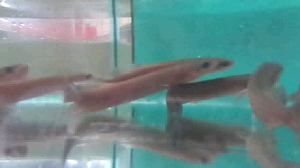 Arapaima Gigas - Paiche - babies