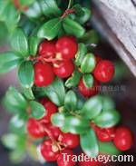 Lingonberry Red