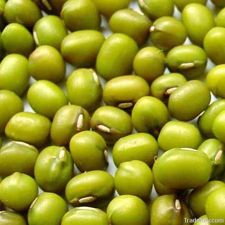 Chinese green mung bean