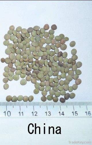 Green lentil